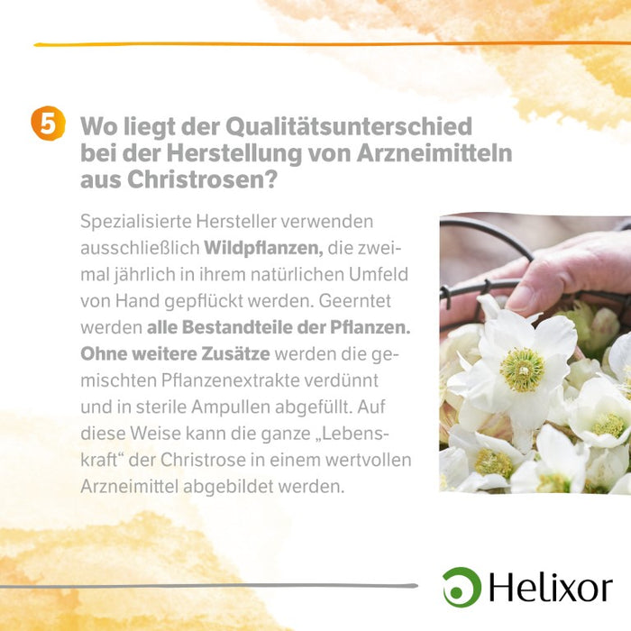 Helleborus niger aquos. D6, 50 pc Ampoules