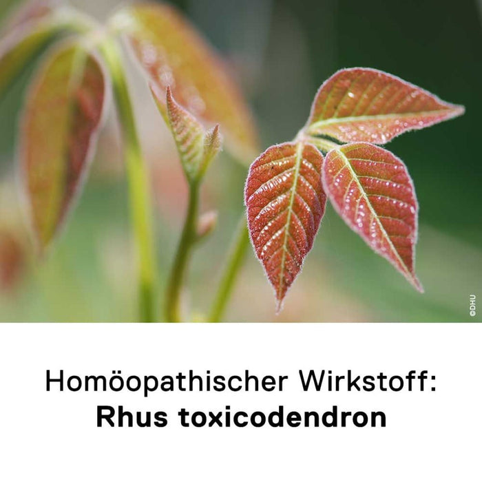 DHU Rhus toxicodendron D6, 80 pcs. Tablets